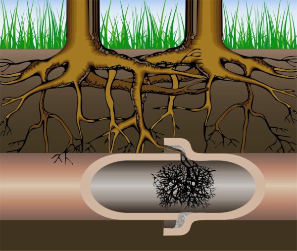 tree roots sewer line problems