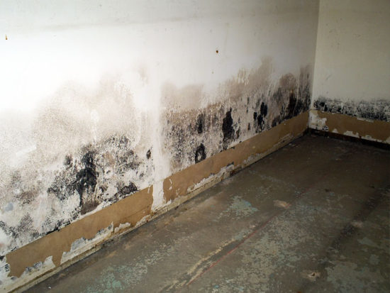 drywall mold